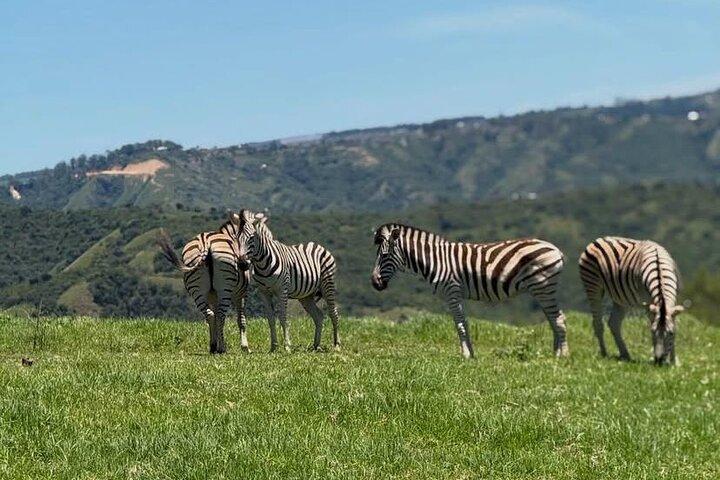 1Day Pilanesburg Big 5 safari experience