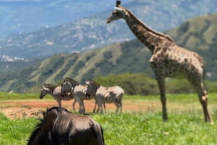 1Day Pilanesburg Big 5 safari experience