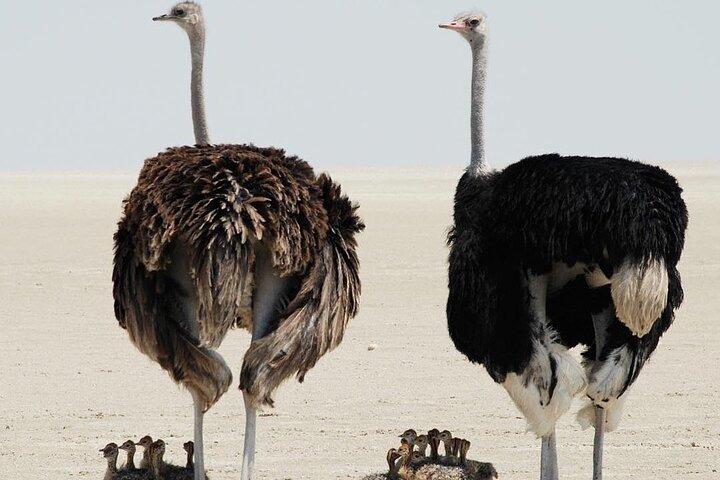 3 Day Flyin/Flyout of Zanzibar Tarangire, Ngorongoro & Manyara