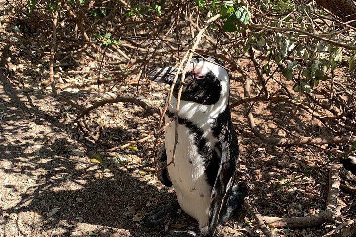 Full Day Private Cape Town and Peninsula Tour