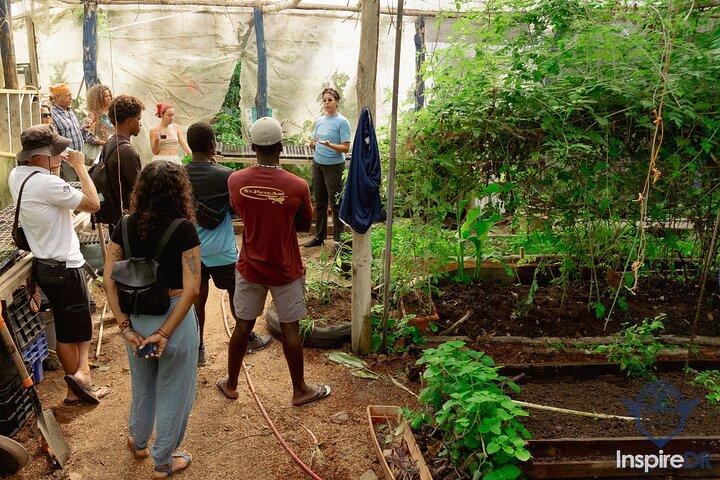 Explore Real Cabarete Food, Art and Local Stories