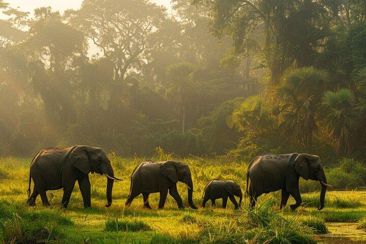 Ethical Elephant Sanctuary Experience with Hotel Pickup