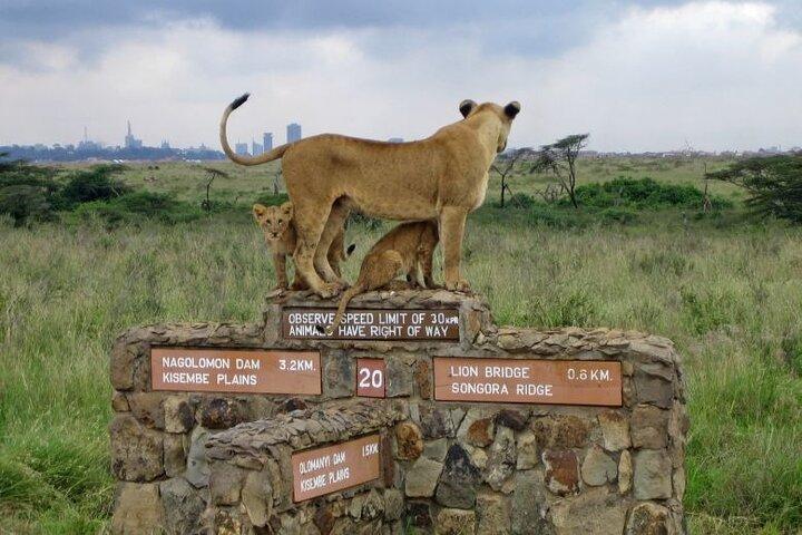 National Park, Giraffe Center and Museum of Illusion in Nairobi