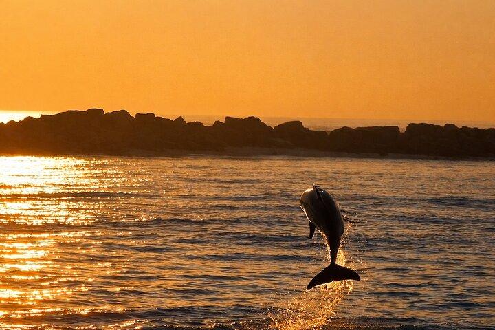 Sunset Dolphin Cruise in Panama City Beach