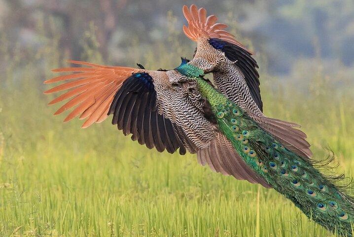 Kalametiya Bird Watching and Yala Safari Tour from Hambantota