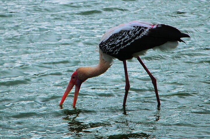 Kalametiya Bird Watching and Yala Safari Tour from Hambantota