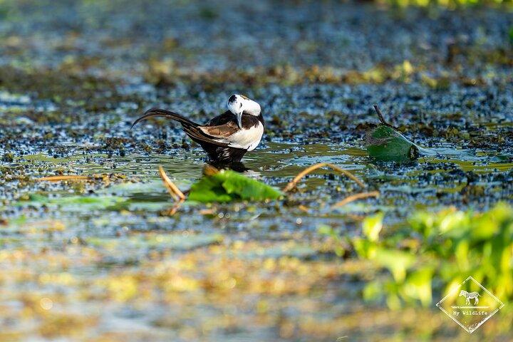 Kalametiya Bird Watching and Yala Safari Tour from Hambantota
