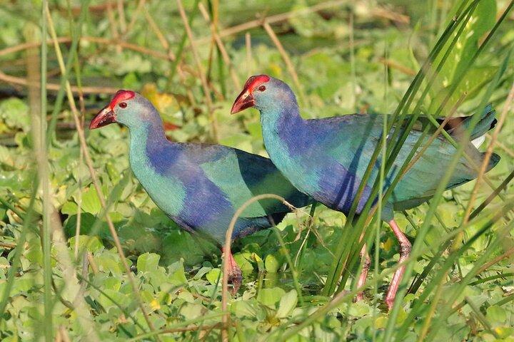 Kalametiya Bird Watching and Yala Safari Tour from Hambantota