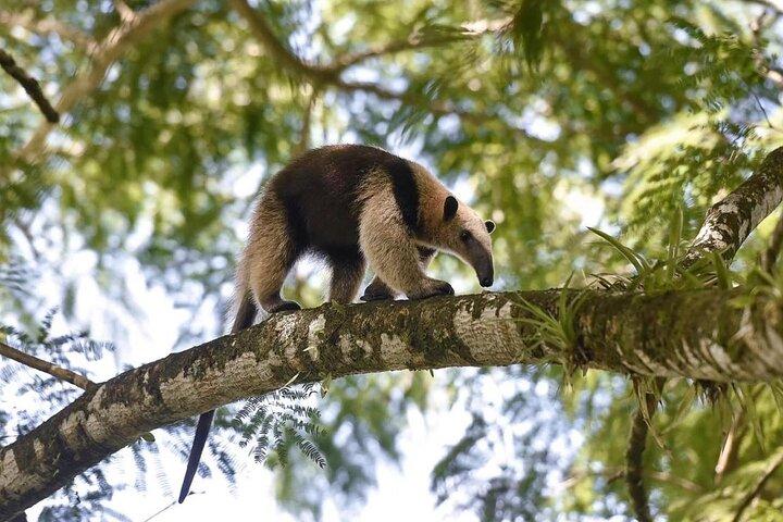Rainforest Day Experience Day Tour in Costa Rica