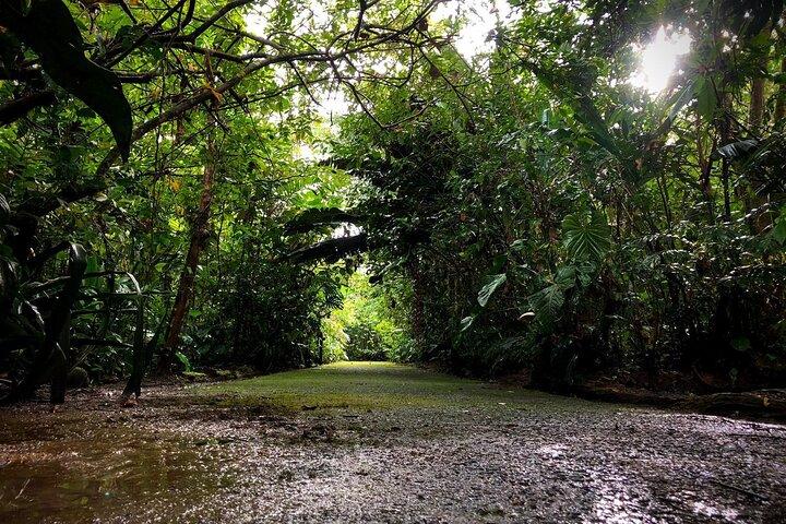 Rainforest Day Experience Day Tour in Costa Rica