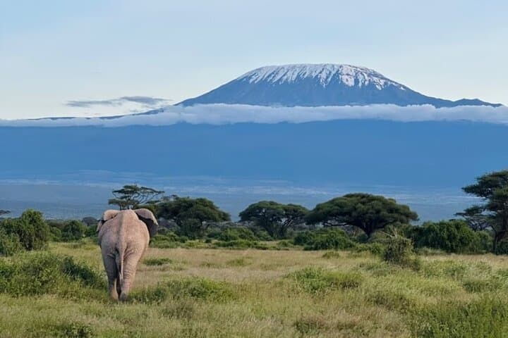 Amboseli National Park Tour Day Trip, Overnight or 2 Night Stay