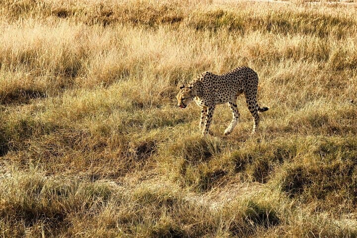 Amboseli National Park Tour Day Trip, Overnight or 2 Night Stay