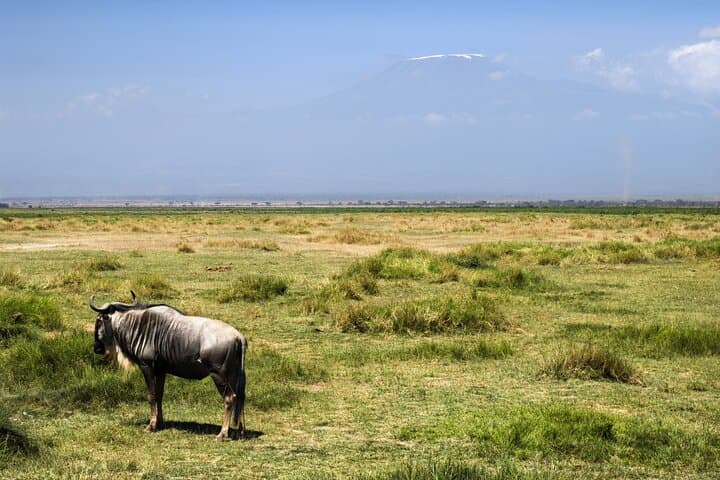 Amboseli National Park Tour Day Trip, Overnight or 2 Night Stay