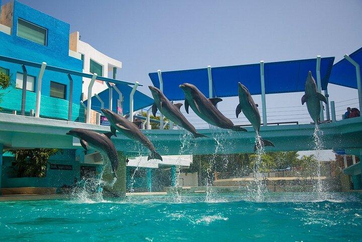 Meeting at the Dolphinarium