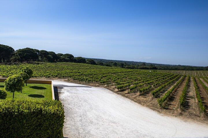 Arrabida Wine Tour from Lisbon: Wineries, Tastings & Tile Factory