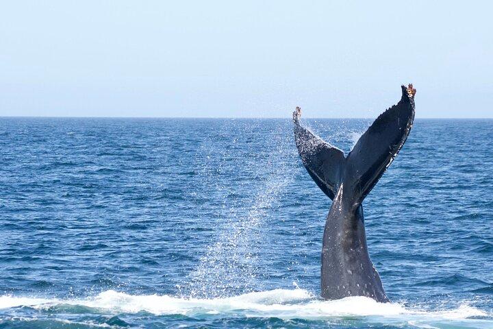 Victoria Whale Watching Tour by Zodiac