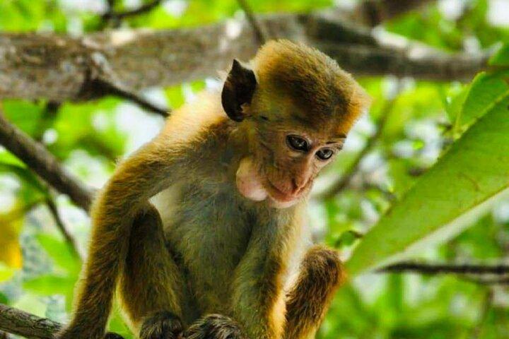 Galle: Koggala Lake Boat Safari with Monkeys Birds & Nature