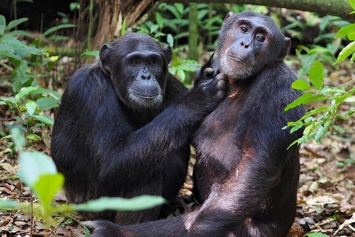 1 Day Chimpanzee Trekking Safari to Kibale National Park