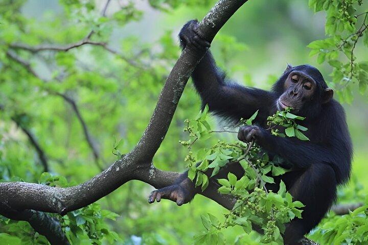 1 Day Chimpanzee Trekking Safari to Kibale National Park