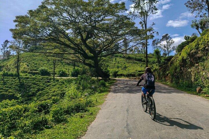 Ella Scenic Cycling Experience