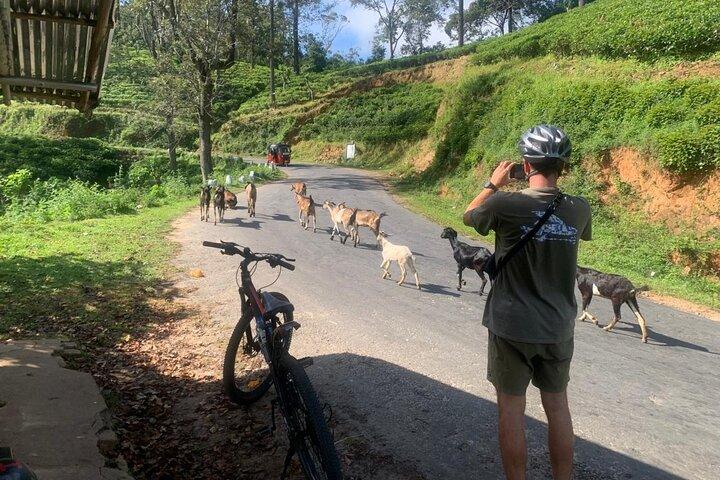 Ella Scenic Cycling Experience