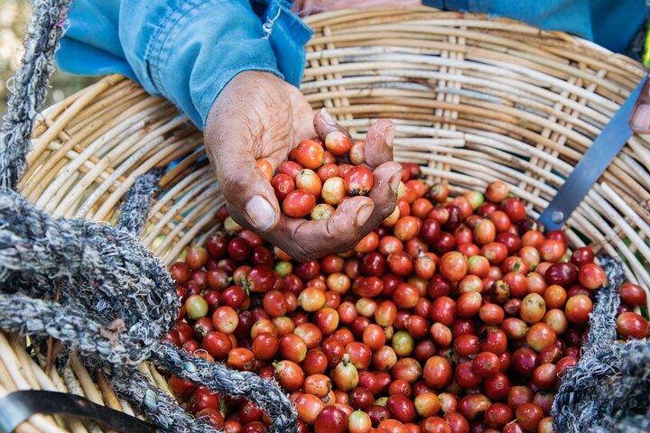 Chamarel 7 Colored Earth Geopark and Coffee Tour Experience
