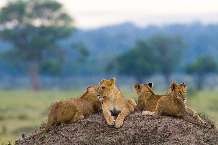 8 Day Serengeti Adventure