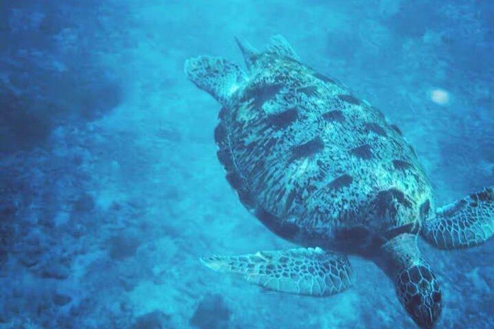 Similan Islands Catamaran Snorkeling Day Trip Late Departure