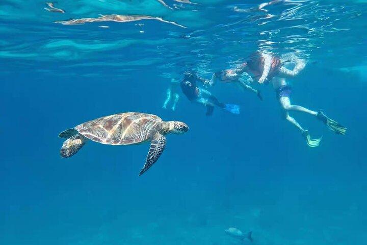 Similan Islands Speedboat Tour Snorkeling From Phuket / Khao Lak