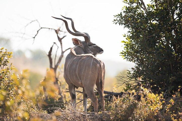 8 Day Maasai Village And Wildlife Experience