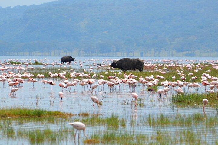 9 Day Kenya Family Adventure