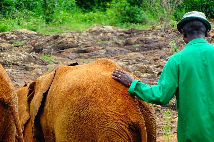15 Day Wildlife and Conservation Volunteering Experience in Kenya