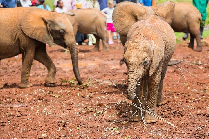 15 Day Wildlife and Conservation Volunteering Experience in Kenya
