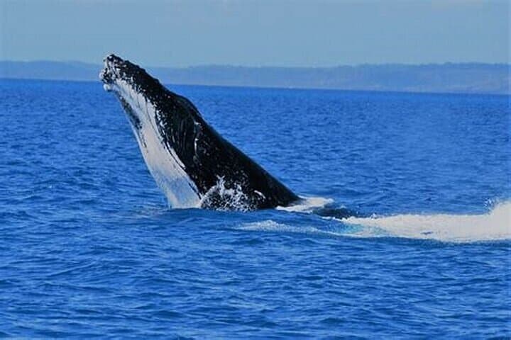Hermanus Whale Watching and Wine Experience from Cape Town