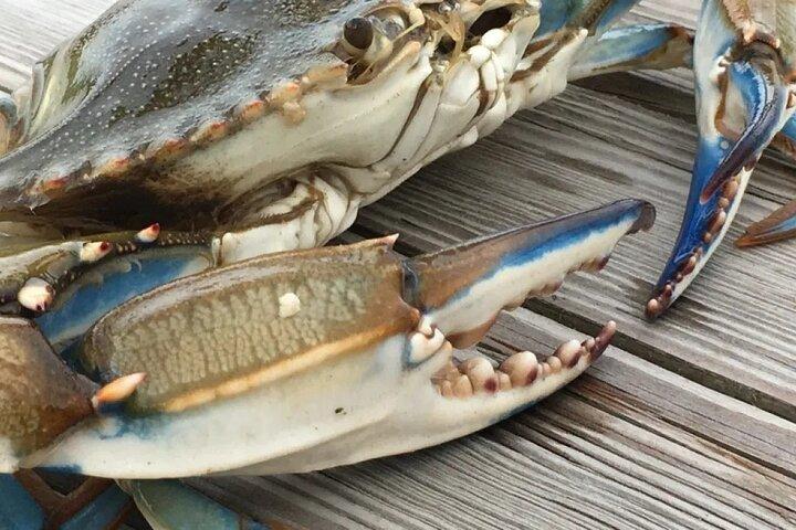 Blue Crabbing Excursion