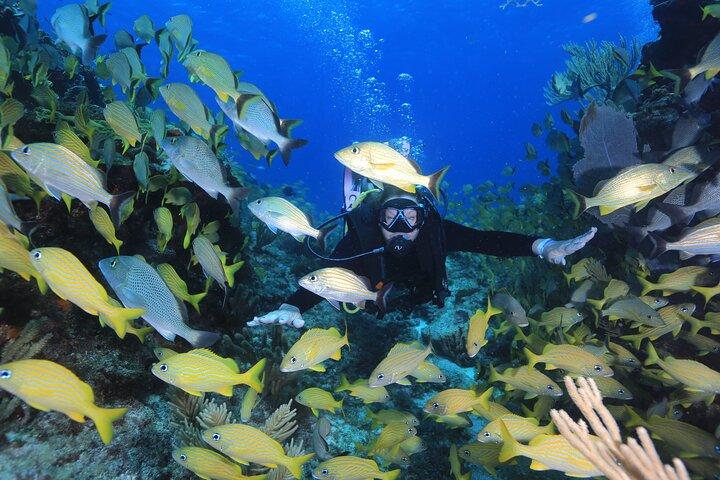 Two Tanks Scuba Diving for Beginners in Cancun