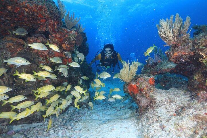 Two Tanks Scuba Diving for Beginners in Cancun