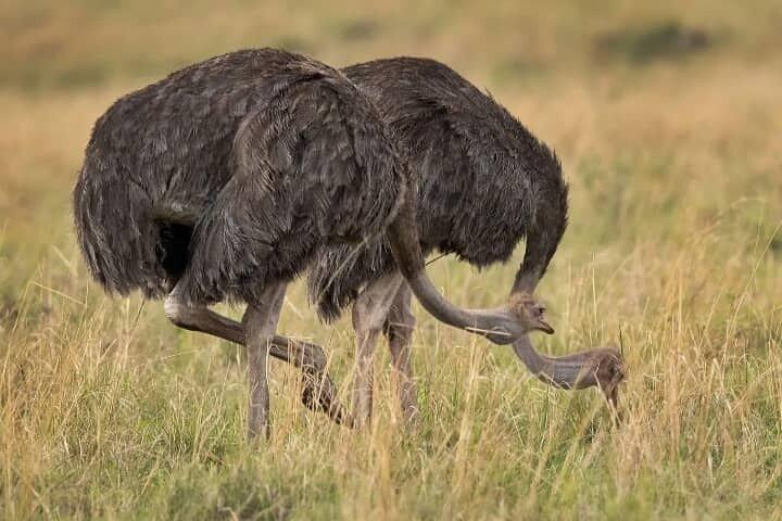 Ngorongoro Crater Private Multi day Tours