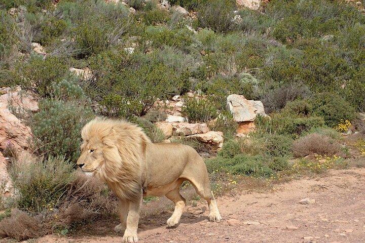 Aquila Safari Experience and Wine Full Day Private Tour Cape Town