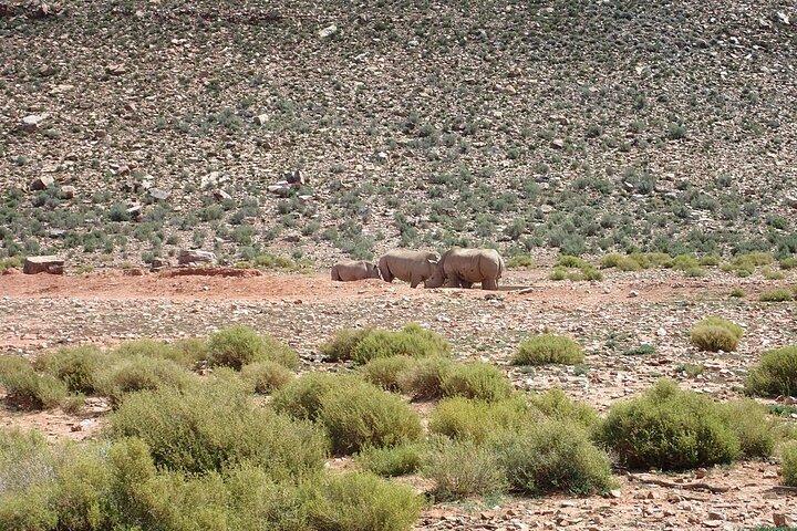 Aquila Safari Experience and Wine Full Day Private Tour Cape Town