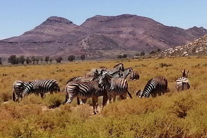 Aquila Big Five Safari and Wine Tasting Full Day Private Tour
