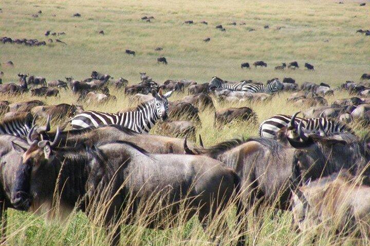2-Day Private Maasai Mara Safari