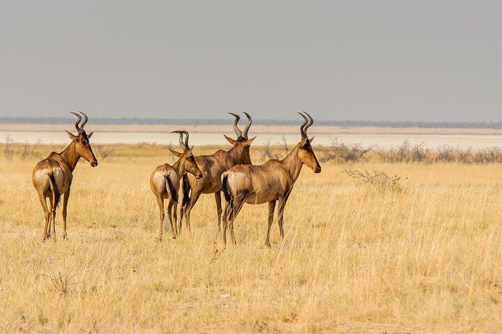 15 Day Wildlife and Conservation Volunteering Experience in Kenya