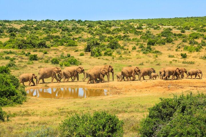 15 Day Wildlife and Conservation Volunteering Experience in Kenya