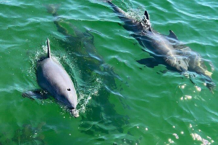 Dolphin Sightseeing Tour on Lazy Daze
