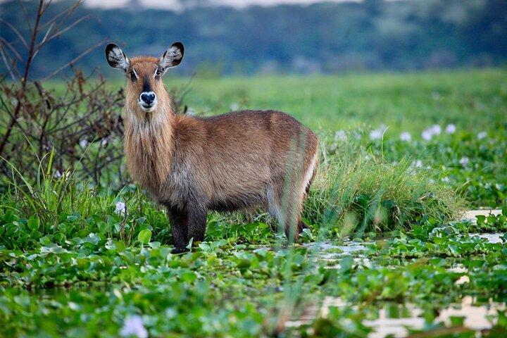 One Day Tour to Lake Nakuru from Nairobi 4WD