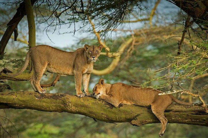 One Day Tour to Lake Nakuru from Nairobi 4WD