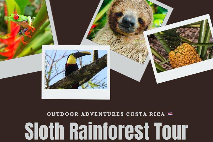 Private Sloth's Rainforest Tour & Llanos Del Cortez Waterfalls