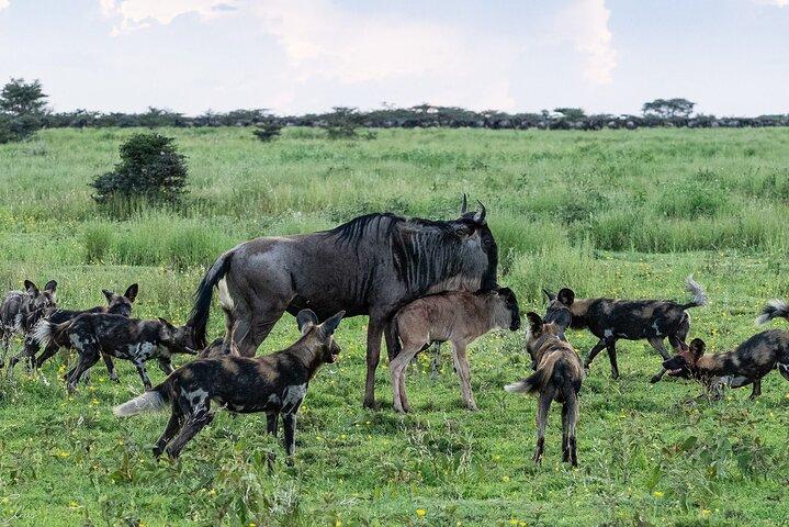 10 Day Calving season Safari Circle of life