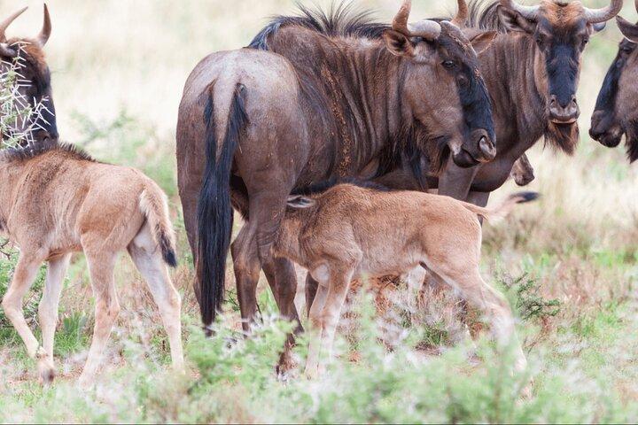10 Day Calving season Safari Circle of life